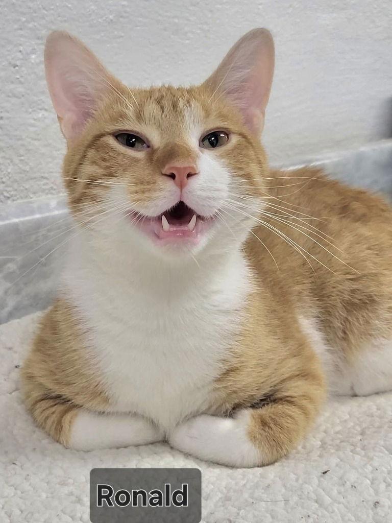 Enlarge Ronald, a Adoptable Domestic Short Hair in Ellijay, GA image 3/3
