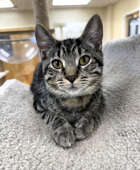 Minnow, ADOPTABLE, Young Male Domestic Short Hair.