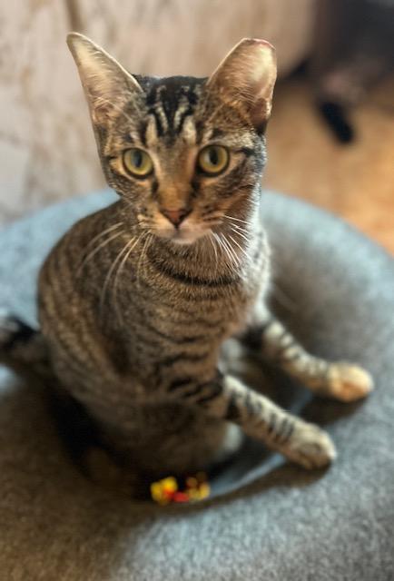 Enlarge Fudgey, a Adoptable Tabby in Boca Raton, FL image 1/3