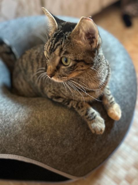 Enlarge Fudgey, a Adoptable Tabby in Boca Raton, FL image 2/3