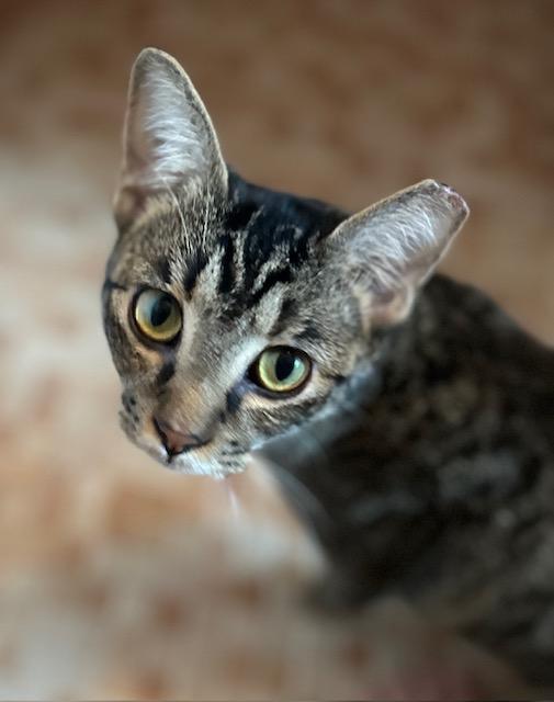 Enlarge Fudgey, a Adoptable Tabby in Boca Raton, FL image 3/3