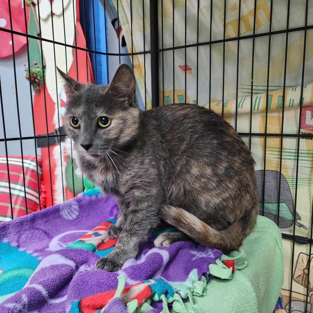 Enlarge Cider (C000-729) - Chino Hills Location, a Adoptable Domestic Short Hair in Chino Hills, CA image 1/5