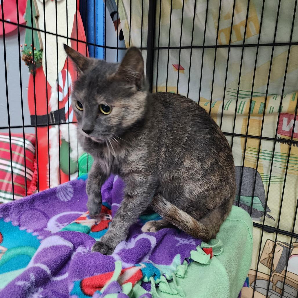 Enlarge Cider (C000-729) - Chino Hills Location, a Adoptable Domestic Short Hair in Chino Hills, CA image 2/5