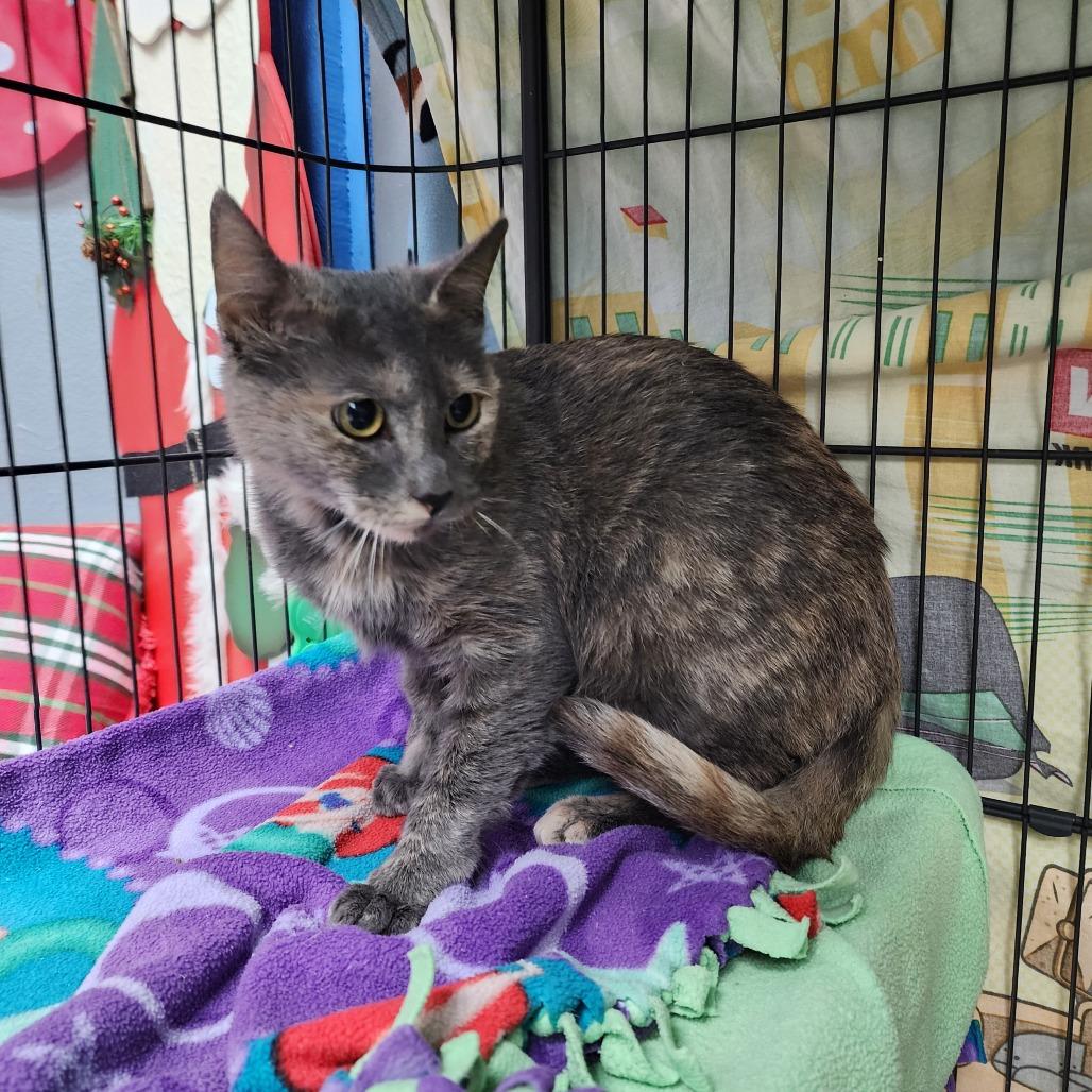 Enlarge Cider (C000-729) - Chino Hills Location, a Adoptable Domestic Short Hair in Chino Hills, CA image 3/5