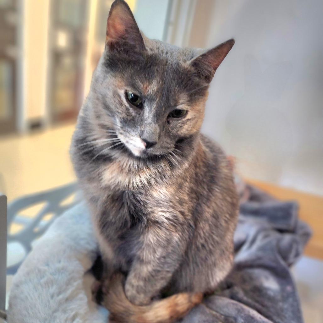 Enlarge Cider (C000-729) - City of Industry, a Adoptable Domestic Short Hair in Chino Hills, CA image 4/6