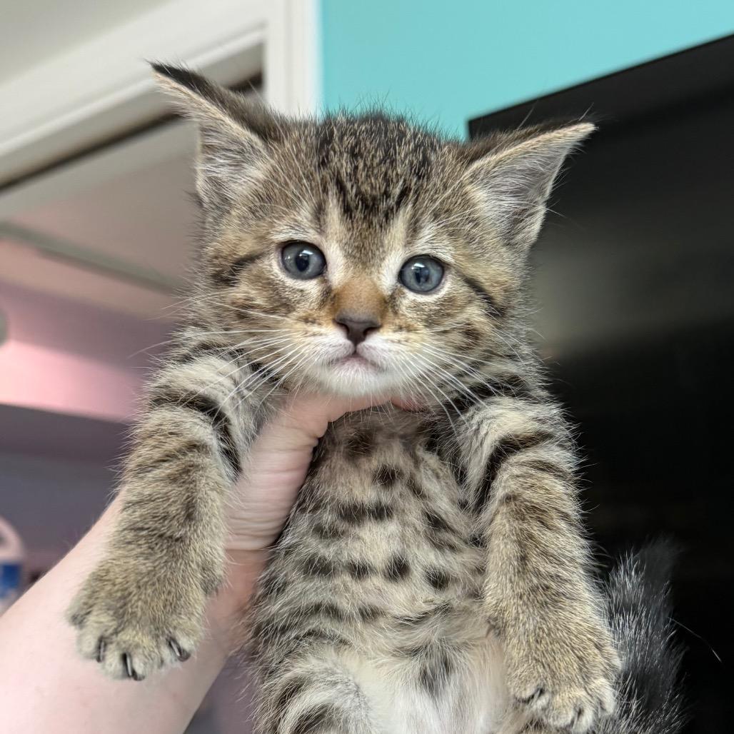 Bigelow, a ADOPTABLE Domestic Short Hair in Fenton, MI image 2/2