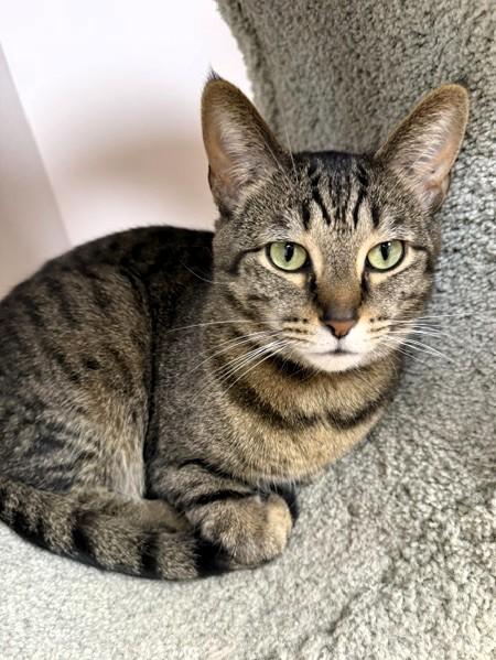 Enlarge Trixie, a Adoptable Domestic Short Hair in Medina, OH image 1/2