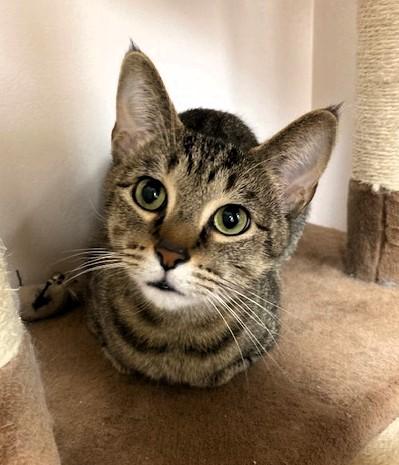 Enlarge Trixie, a Adoptable Domestic Short Hair in Medina, OH image 2/3