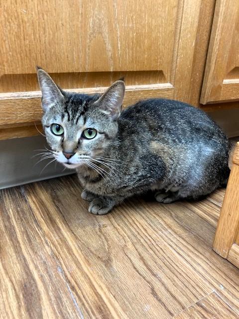 Enlarge Trixie, a Adoptable Domestic Short Hair in Medina, OH image 3/3