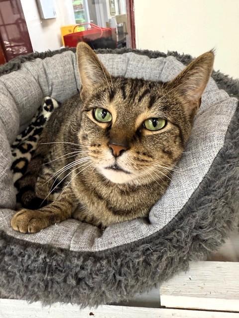 Enlarge Trixie, a Adoptable Domestic Short Hair in Medina, OH image 1/3