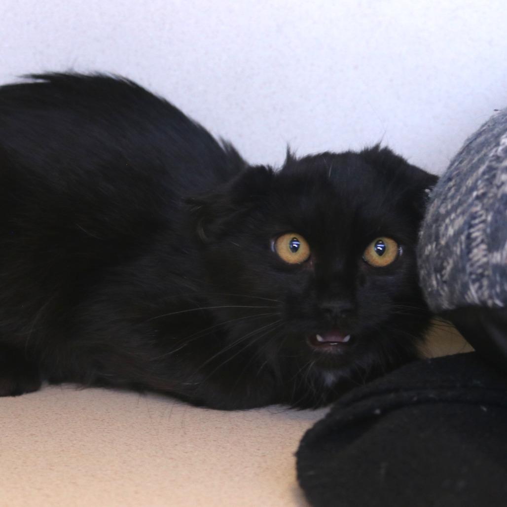 Lyssa, Adoptable, Kitten Female Domestic Medium Hair.