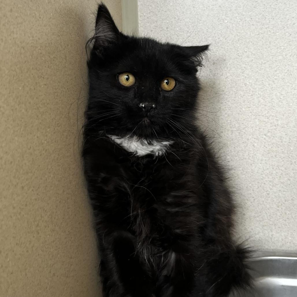 Lyssa, Adoptable, Kitten Female Domestic Medium Hair.