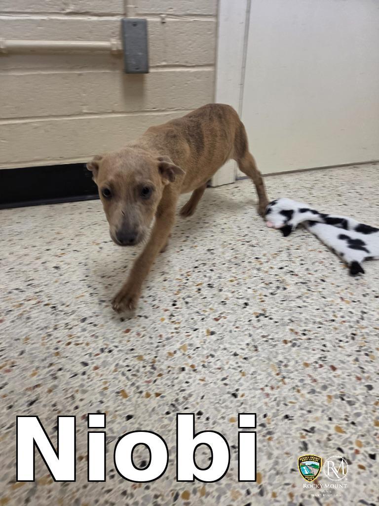 Niobi, Adoptable, Puppy Female Pit Bull Terrier.