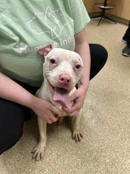 Enlarge Kyle, a Adoptable mixed breed in Munster, IN image 1/1