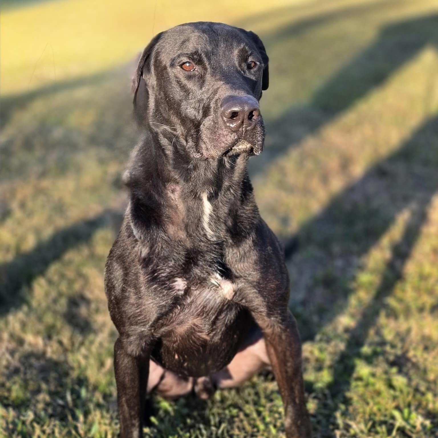 Hugo, a Adoptable Black Labrador Retriever in angleton, TX image 2/6