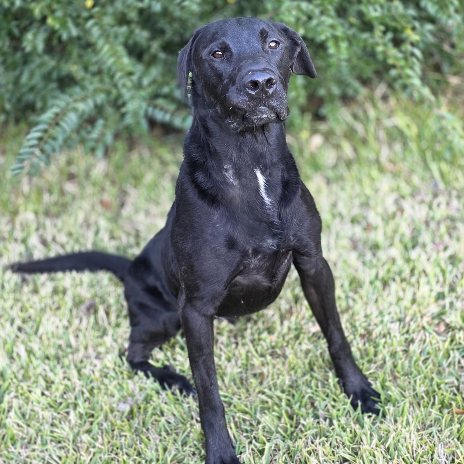 Hugo, a Adoptable Black Labrador Retriever in angleton, TX image 1/6