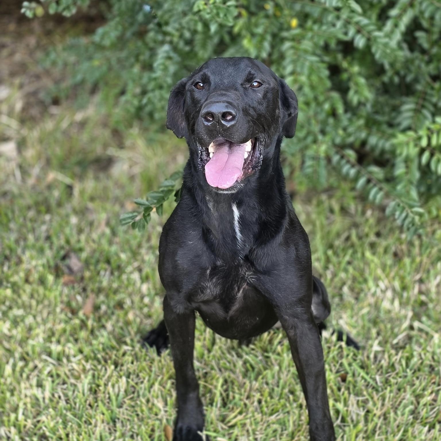 Hugo, a Adoptable Black Labrador Retriever in angleton, TX image 5/6