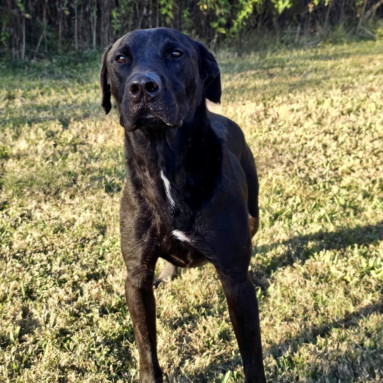Hugo, a Adoptable Black Labrador Retriever in angleton, TX image 3/6