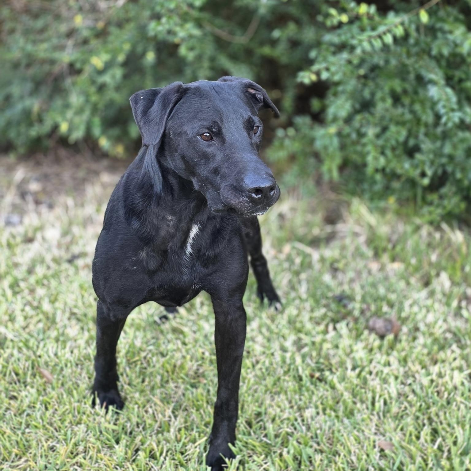 Hugo, a Adoptable Black Labrador Retriever in angleton, TX image 6/6