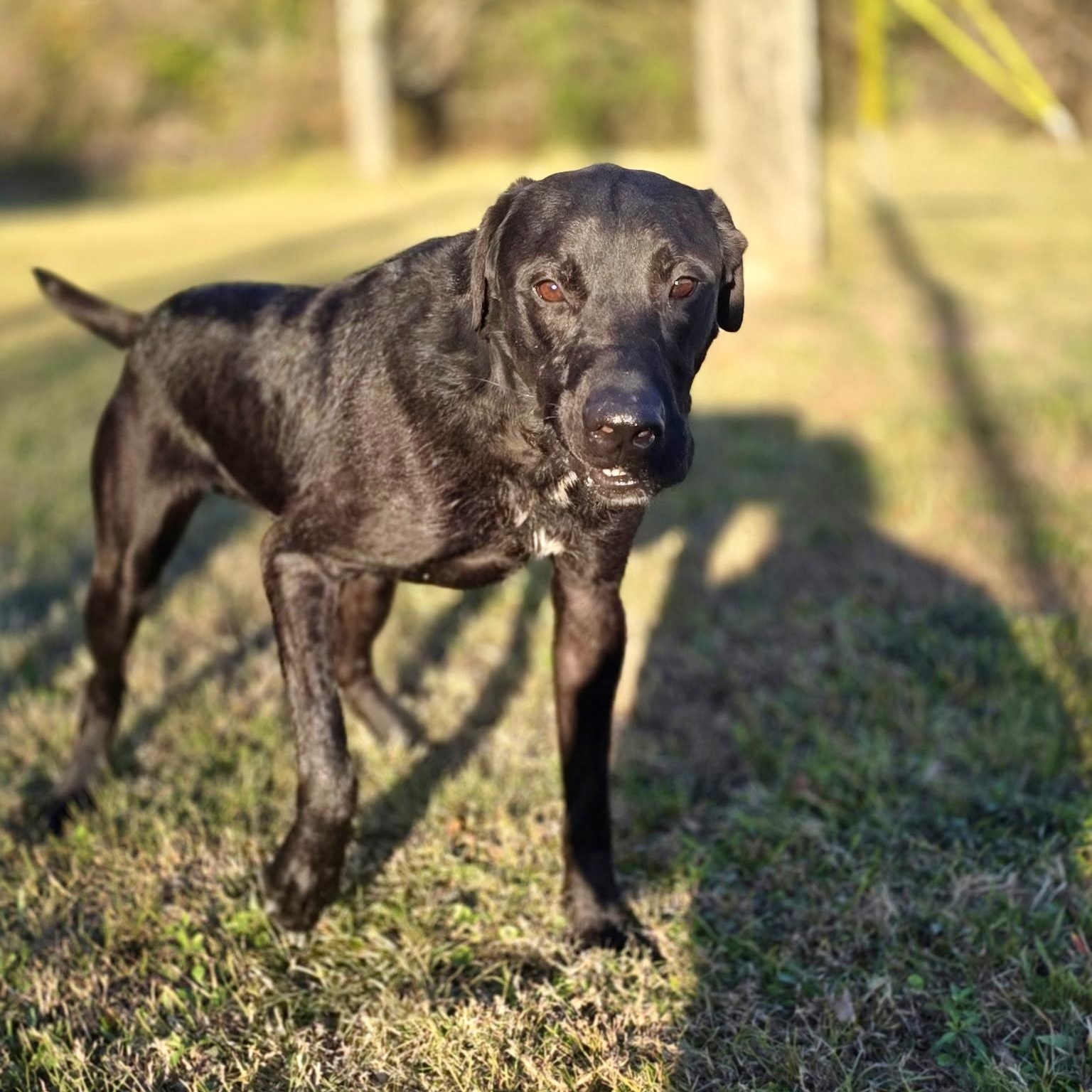 Hugo, a Adoptable Black Labrador Retriever in angleton, TX image 4/6