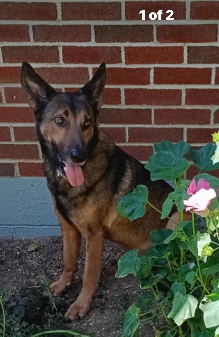 Baron, Adoptable, Young Male German Shepherd Dog.