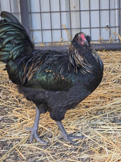 Enlarge Ellen Ripley, a Adoptable Chicken in Roseville, CA image 2/2