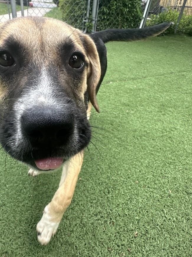 Enlarge Little Bit, a ADOPTABLE mixed breed in Ocean View, NJ image 6/6