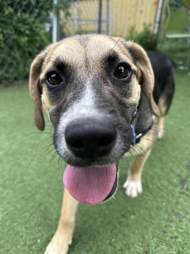 Enlarge Little Bit, a ADOPTABLE mixed breed in Ocean View, NJ image 2/6