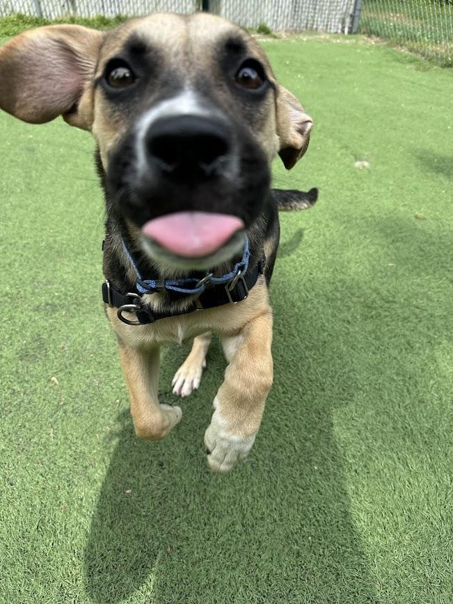 Enlarge Little Bit, a ADOPTABLE mixed breed in Ocean View, NJ image 4/6