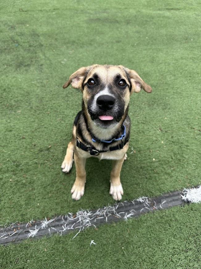 Little Bit, ADOPTABLE, Puppy Female Mixed Breed.