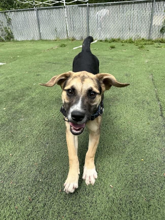 Enlarge Little Bit, a ADOPTABLE mixed breed in Ocean View, NJ image 3/6