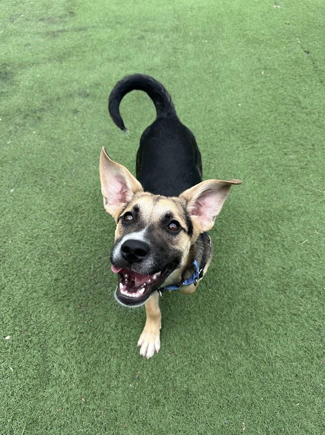 Enlarge Little Bit, a ADOPTABLE mixed breed in Ocean View, NJ image 5/6