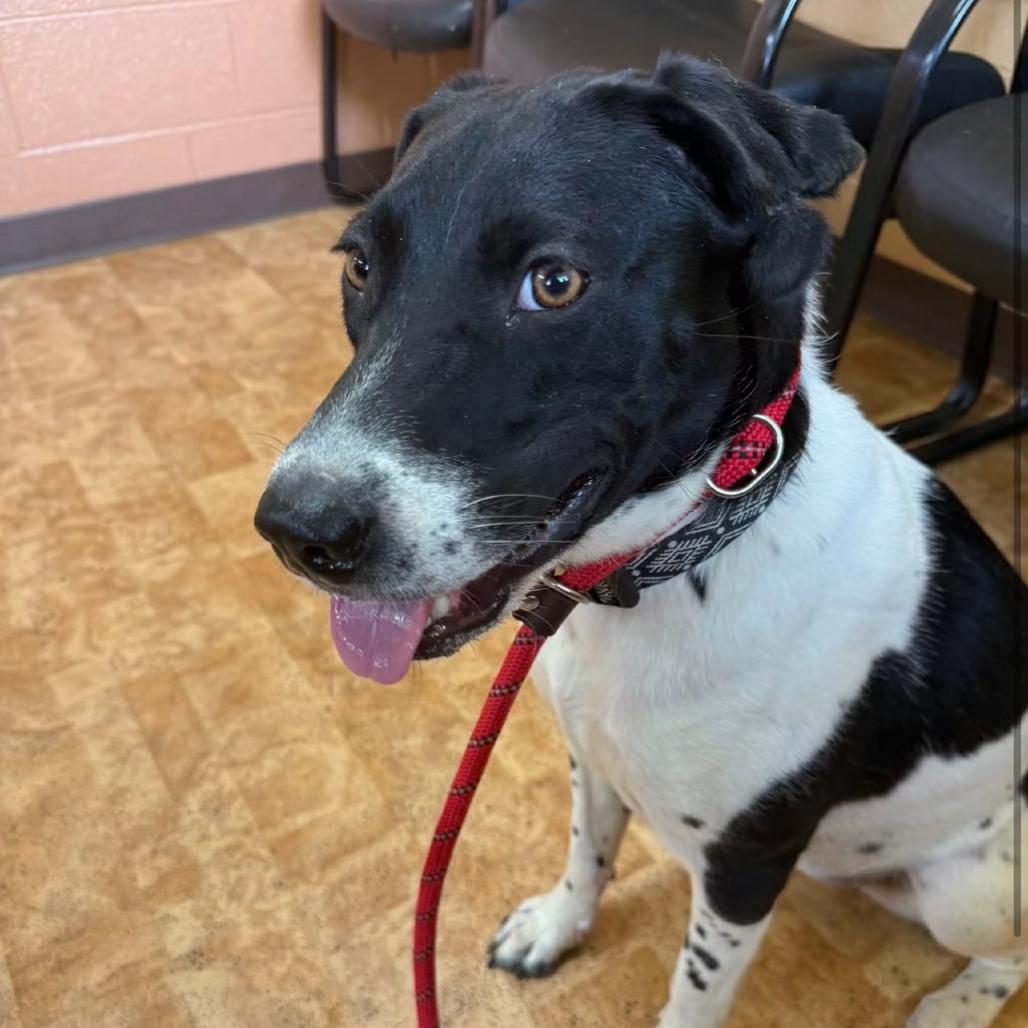 Mindy Moo, Adoptable, Adult Female Pointer & Mixed Breed.