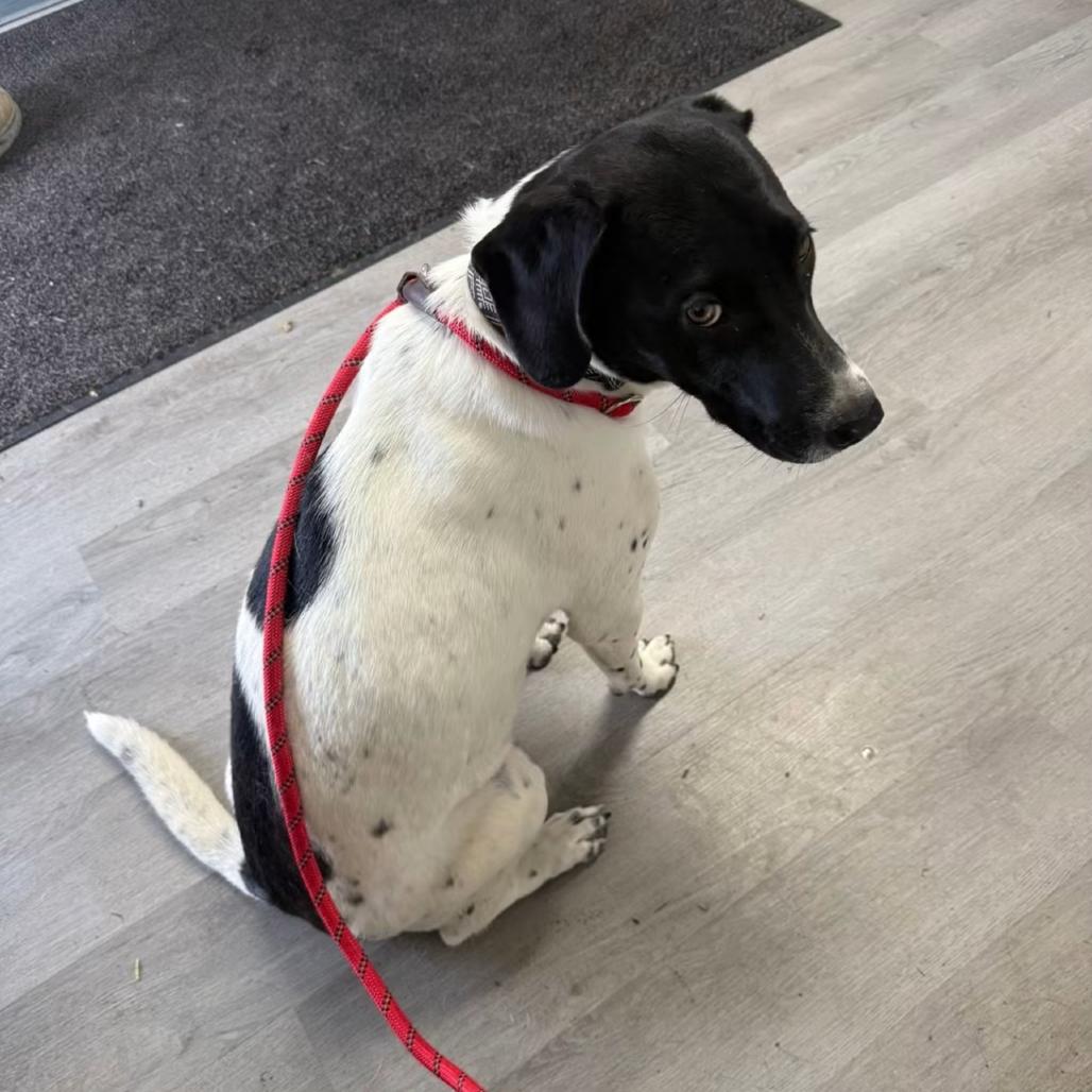 Enlarge Mindy Moo, a Adoptable mixed breed in Little Rock, AR image 2/6