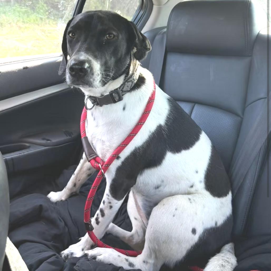 Enlarge Mindy Moo, a Adoptable mixed breed in Little Rock, AR image 3/6
