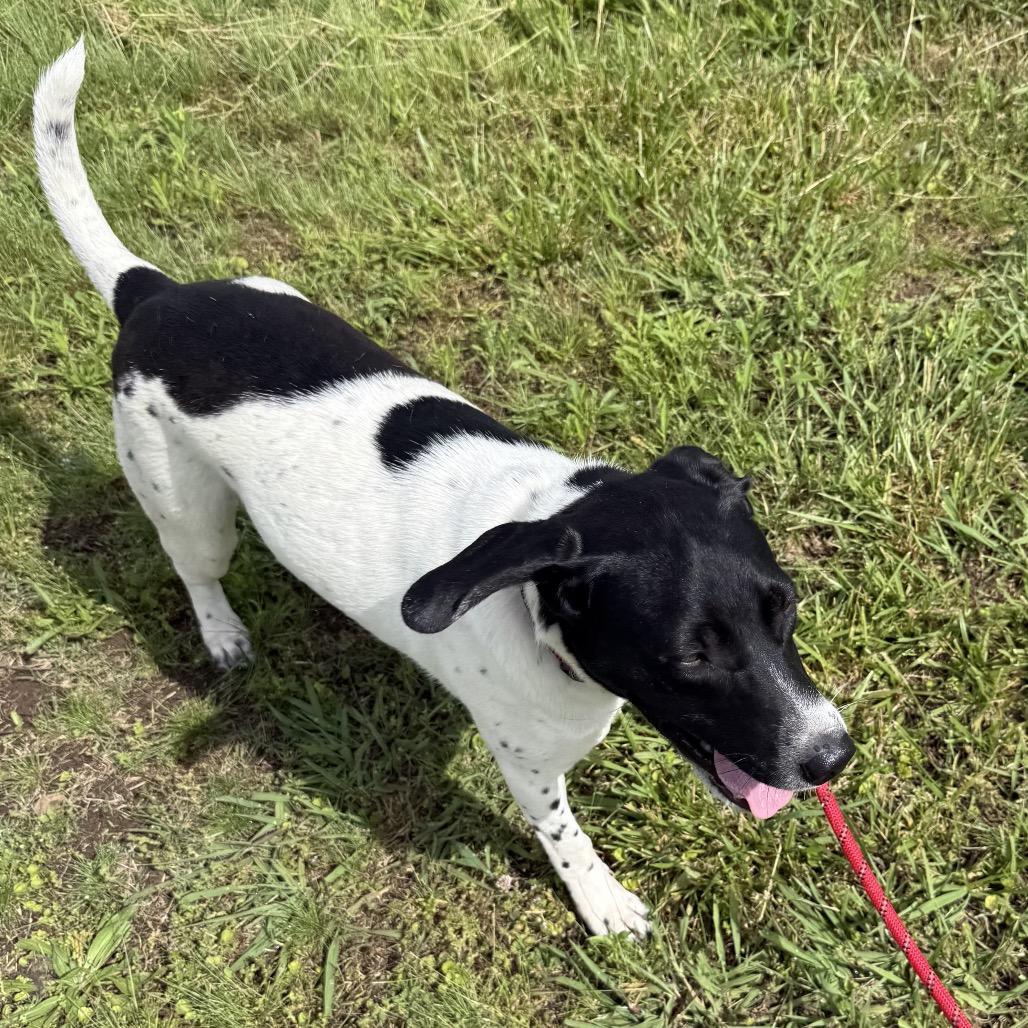 Enlarge Mindy Moo, a Adoptable mixed breed in Little Rock, AR image 5/6