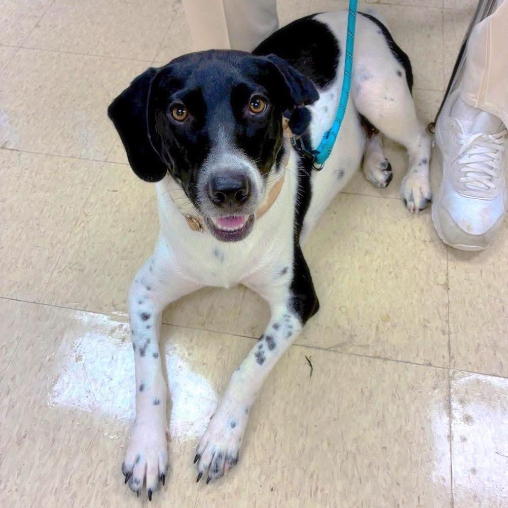 Enlarge Mindy Moo, a Adoptable mixed breed in Little Rock, AR image 6/6