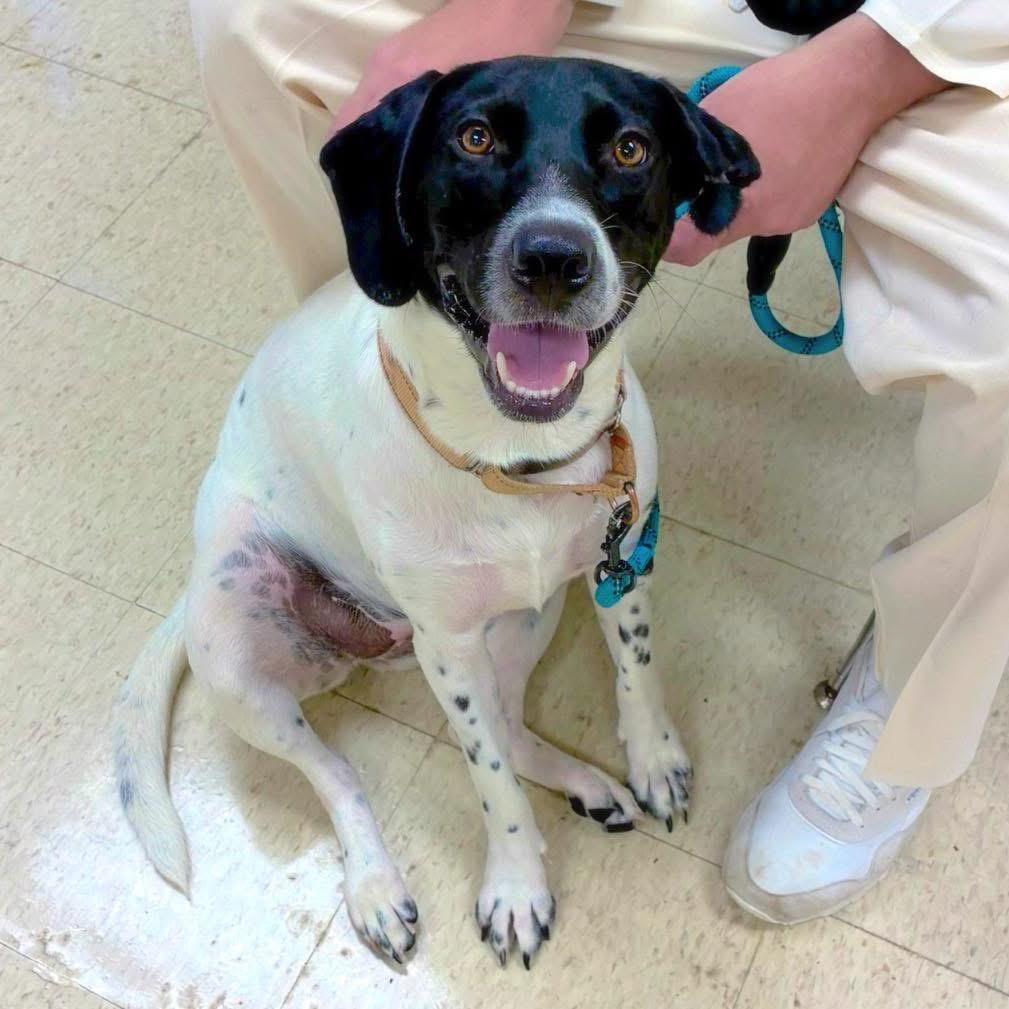 Mindy Moo, a Adoptable mixed breed in Little Rock, AR image 6/6