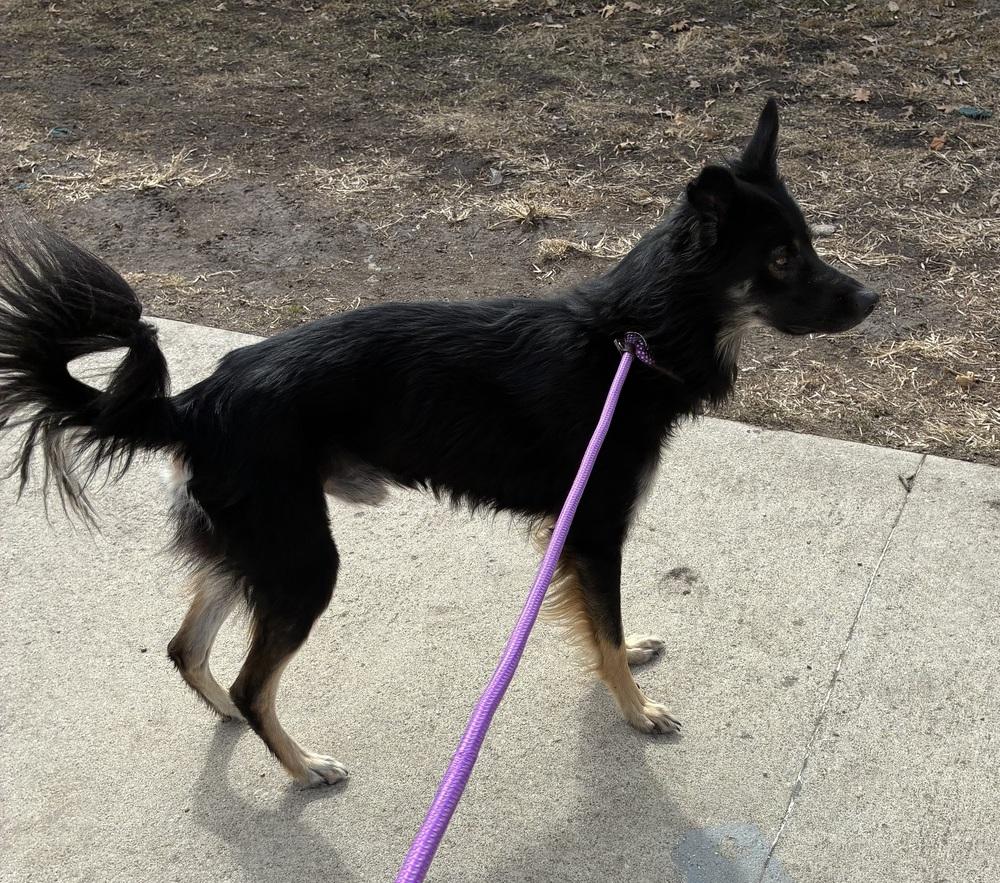 Enlarge Husker, a Adopted mixed breed in Fremont, NE image 1/2