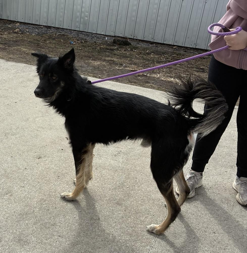 Enlarge Husker, a Adopted mixed breed in Fremont, NE image 2/2