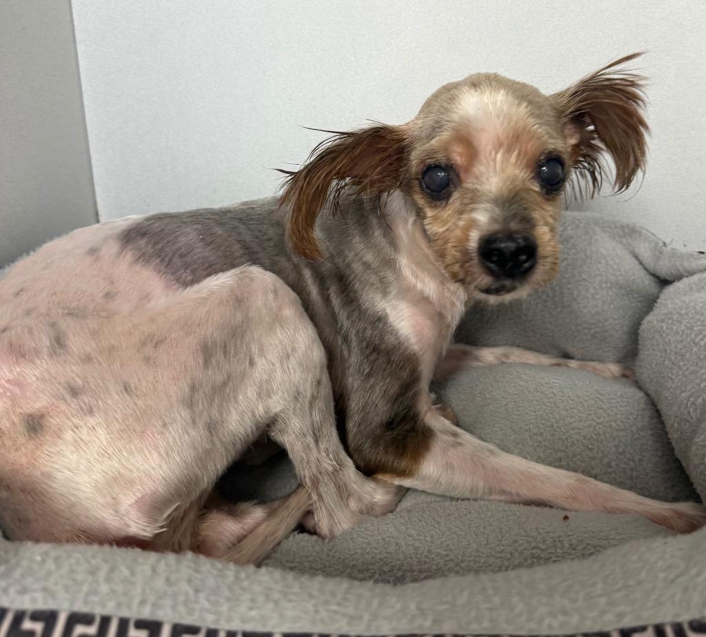 Carrie, Adoptable, Senior Female Maltese & Yorkshire Terrier.