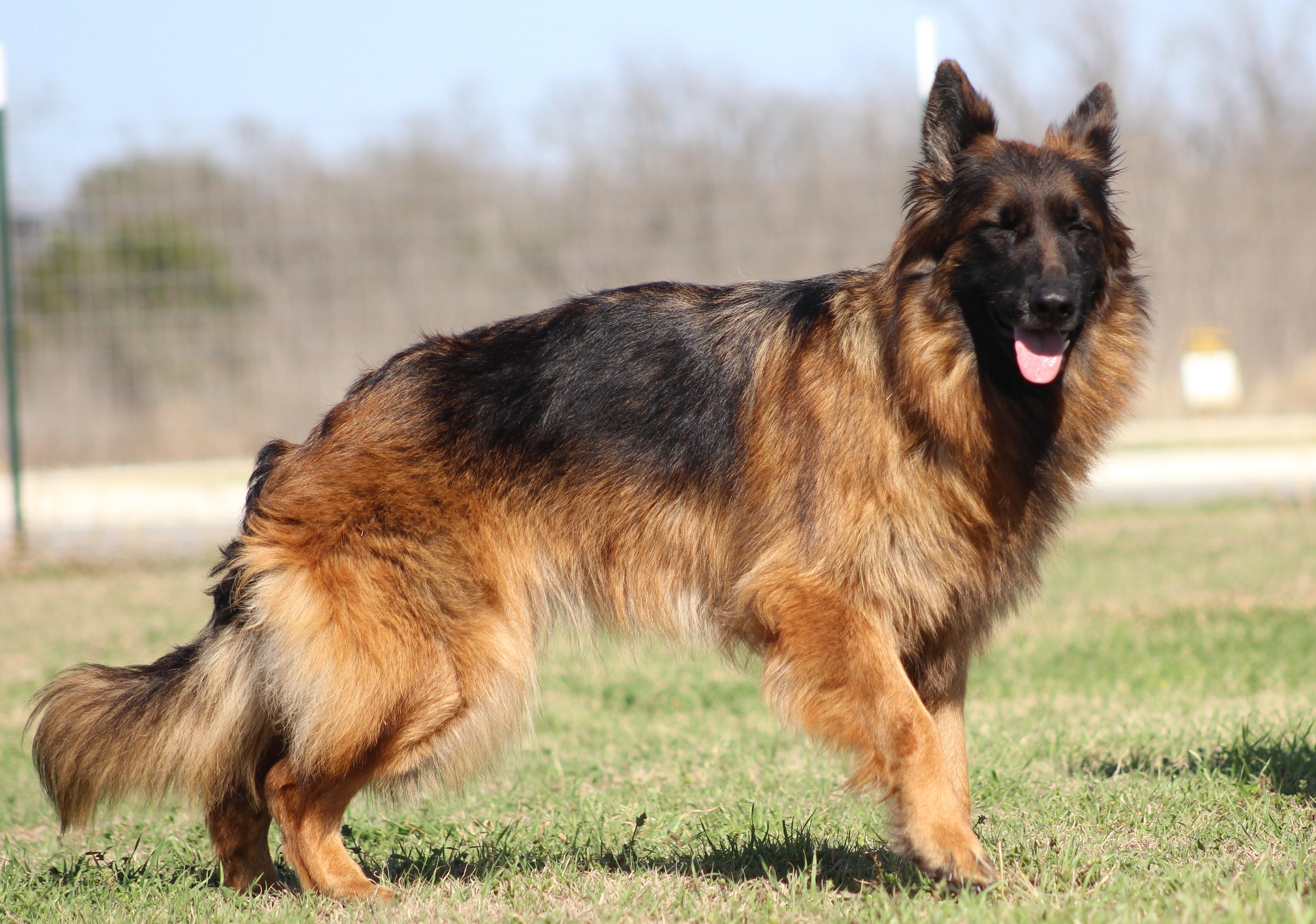 Enlarge Suri, a ADOPTABLE German Shepherd Dog in Temple, TX image 3/5