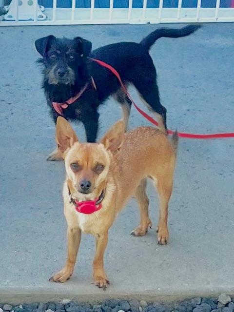 Milo, a Adoptable mixed breed in san ramon, CA image 6/6