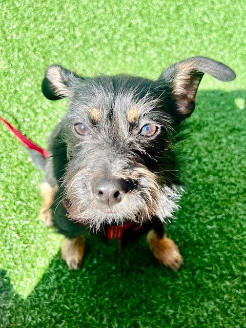 Milo, Adoptable, Puppy Male Dachshund & Jack Russell Terrier.