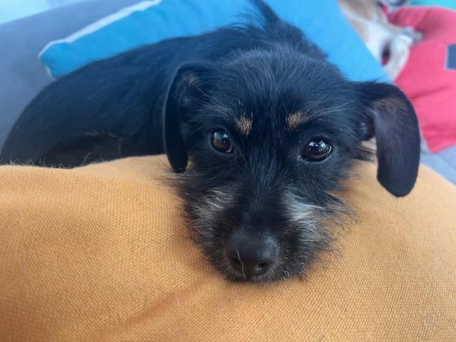 Milo, Adoptable, Puppy Male Miniature Schnauzer & Chiweenie.