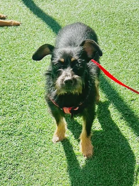 Milo, a Adoptable mixed breed in san ramon, CA image 3/6