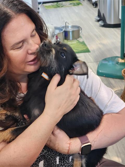 Milo, a Adoptable mixed breed in san ramon, CA image 5/6