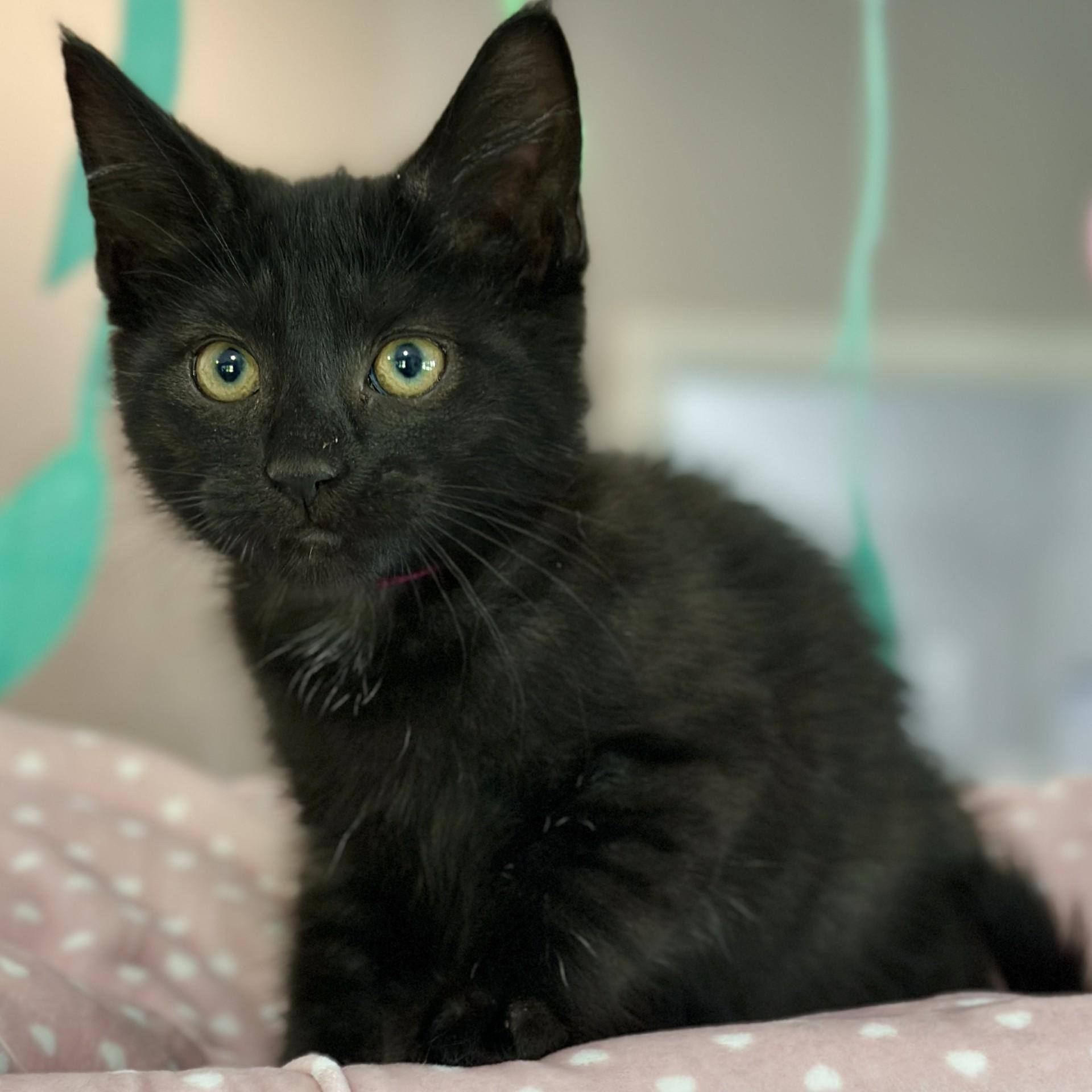 Flow, an adopted Domestic Short Hair in Victor, NY image 3/4