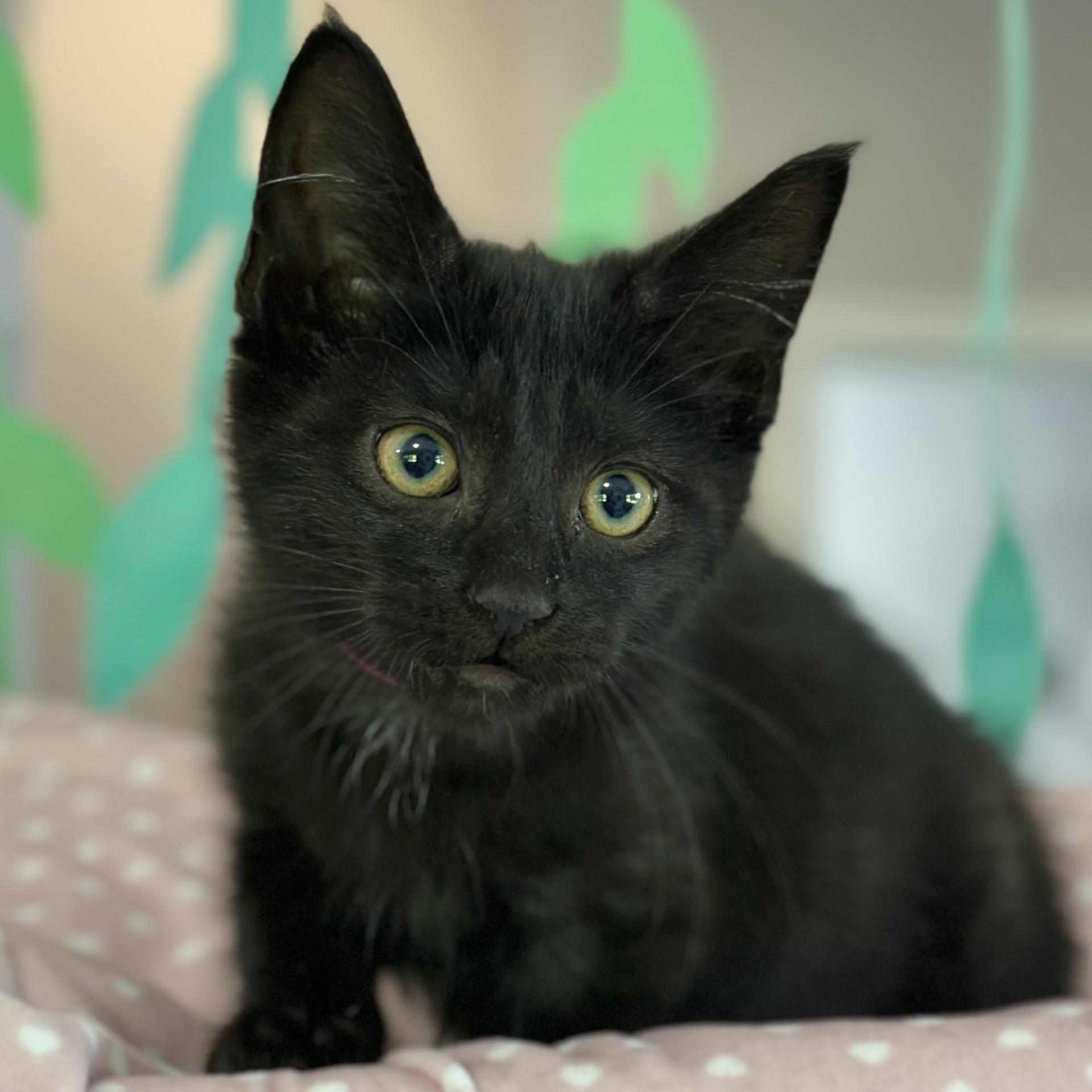Flow, an adopted Domestic Short Hair in Victor, NY image 4/4