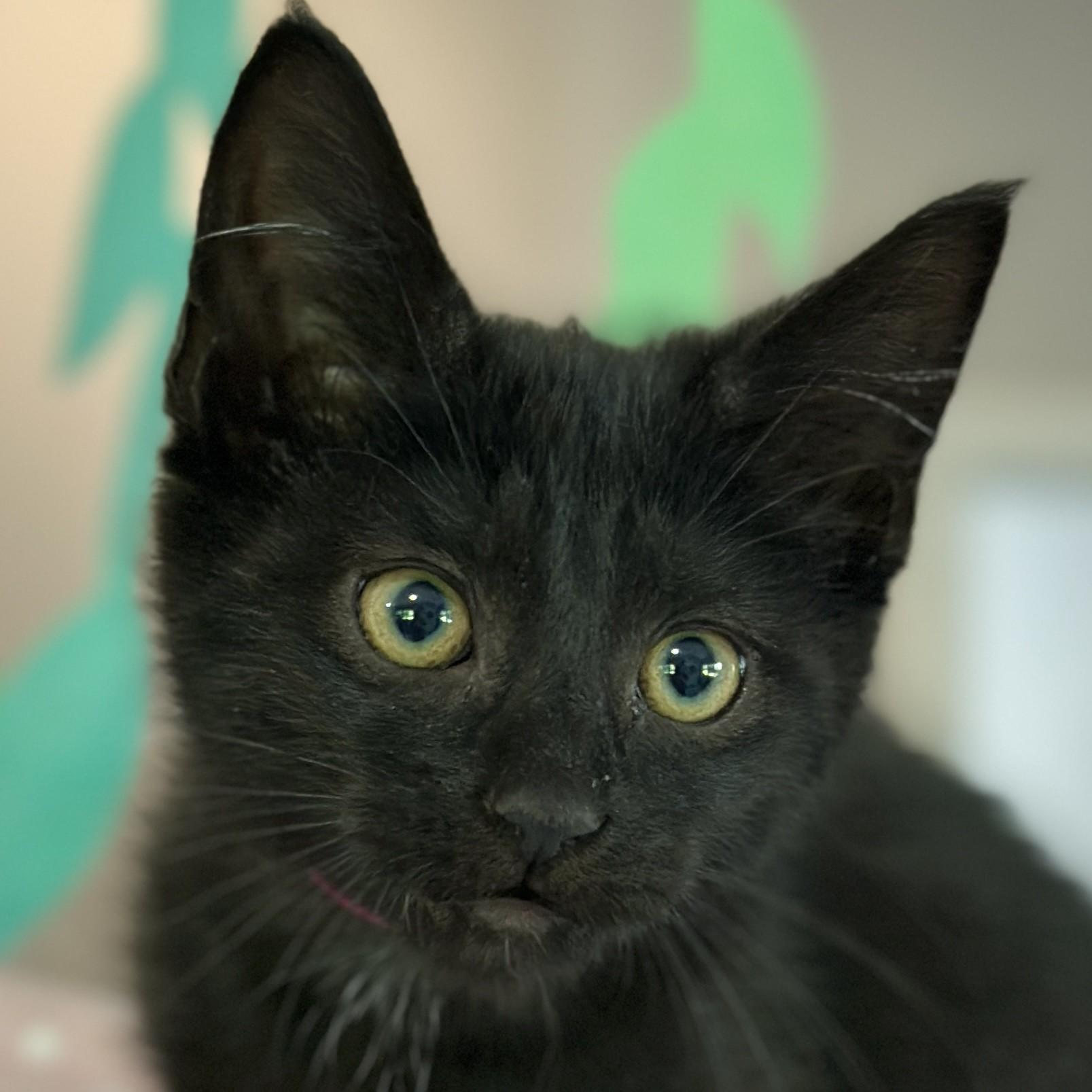 Flow, an adopted Domestic Short Hair in Victor, NY image 1/4